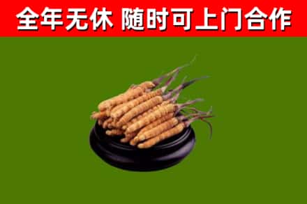 贞丰烟酒回收冬虫夏草.jpg